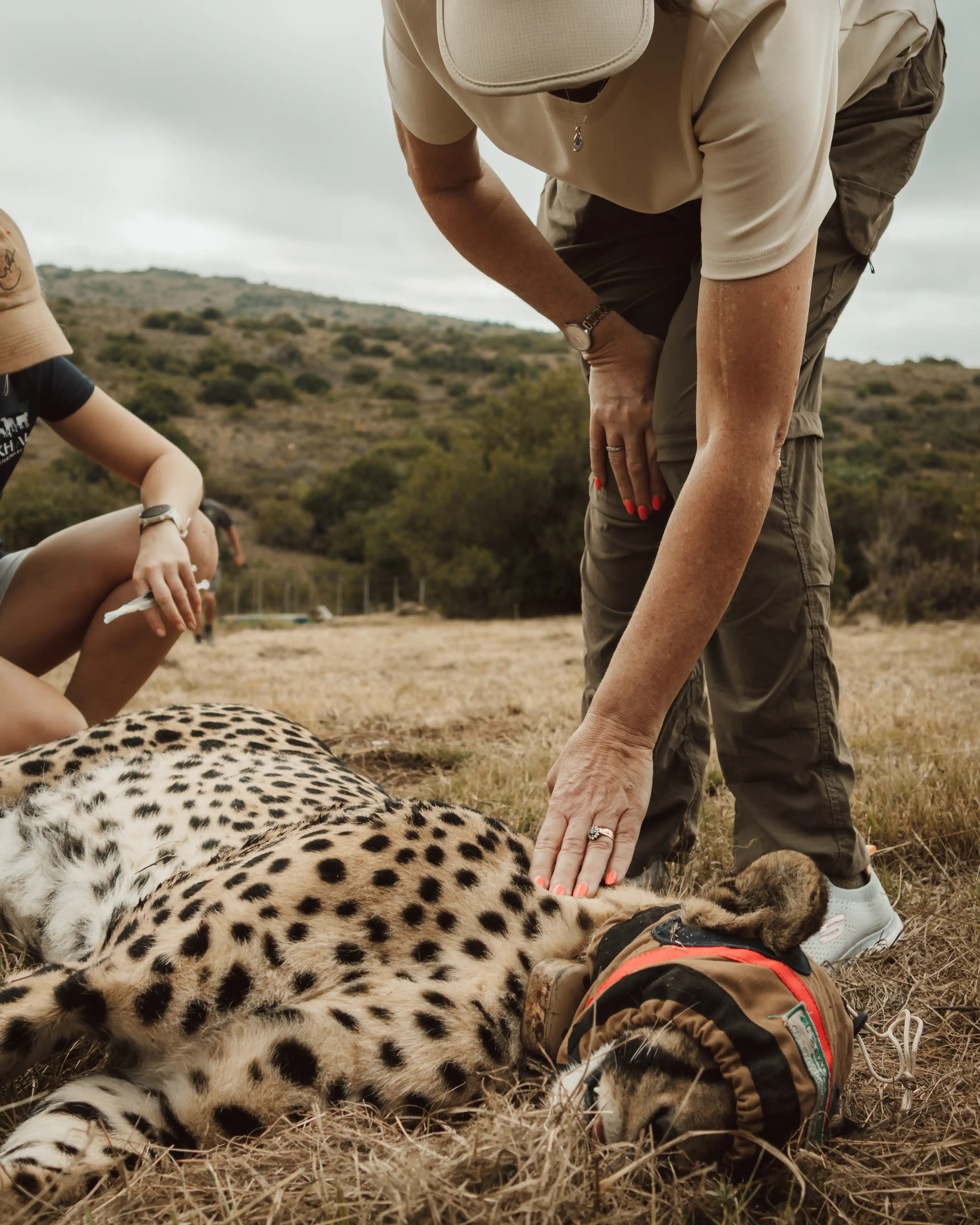 A Cheetah's Recovery