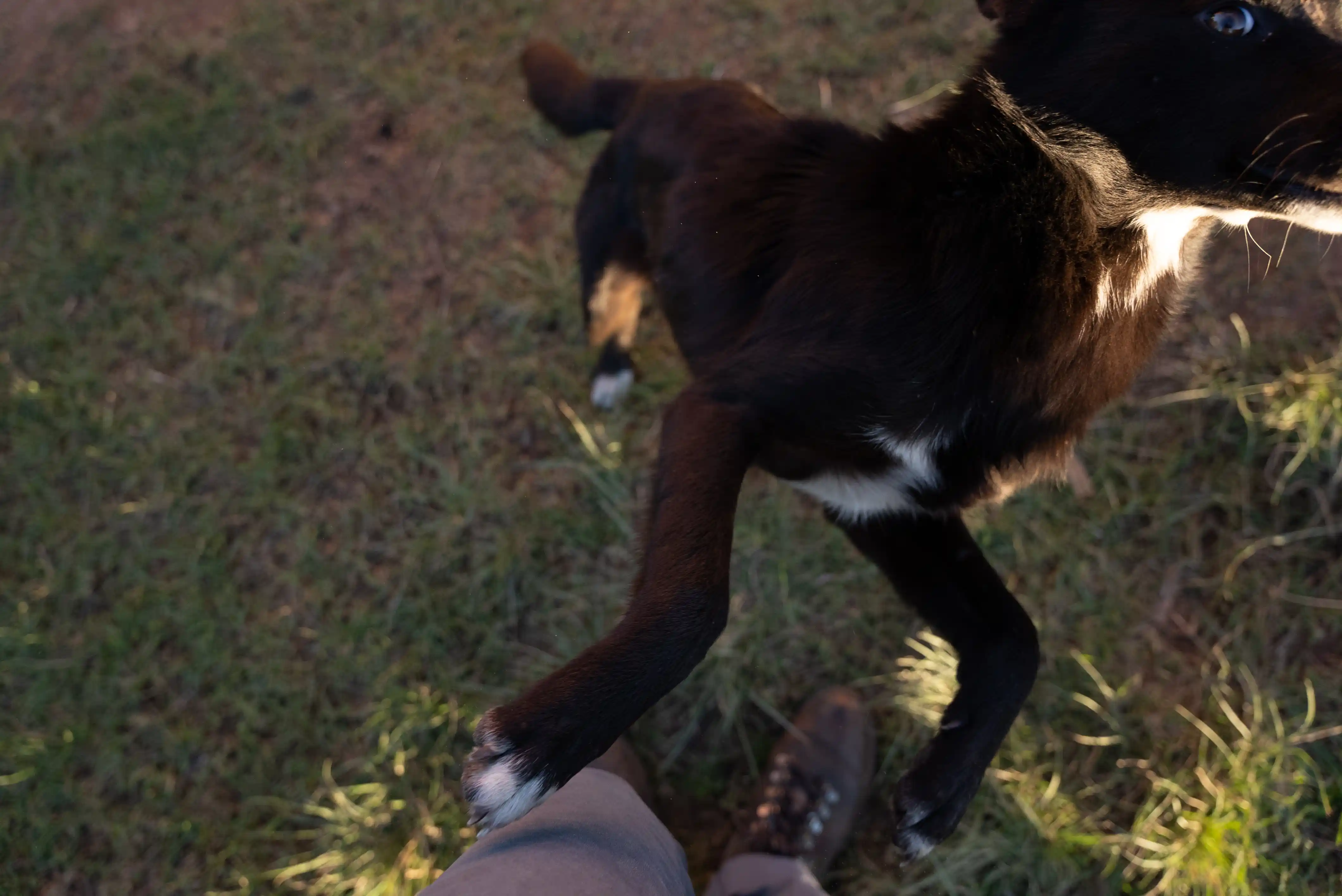 Pet Care